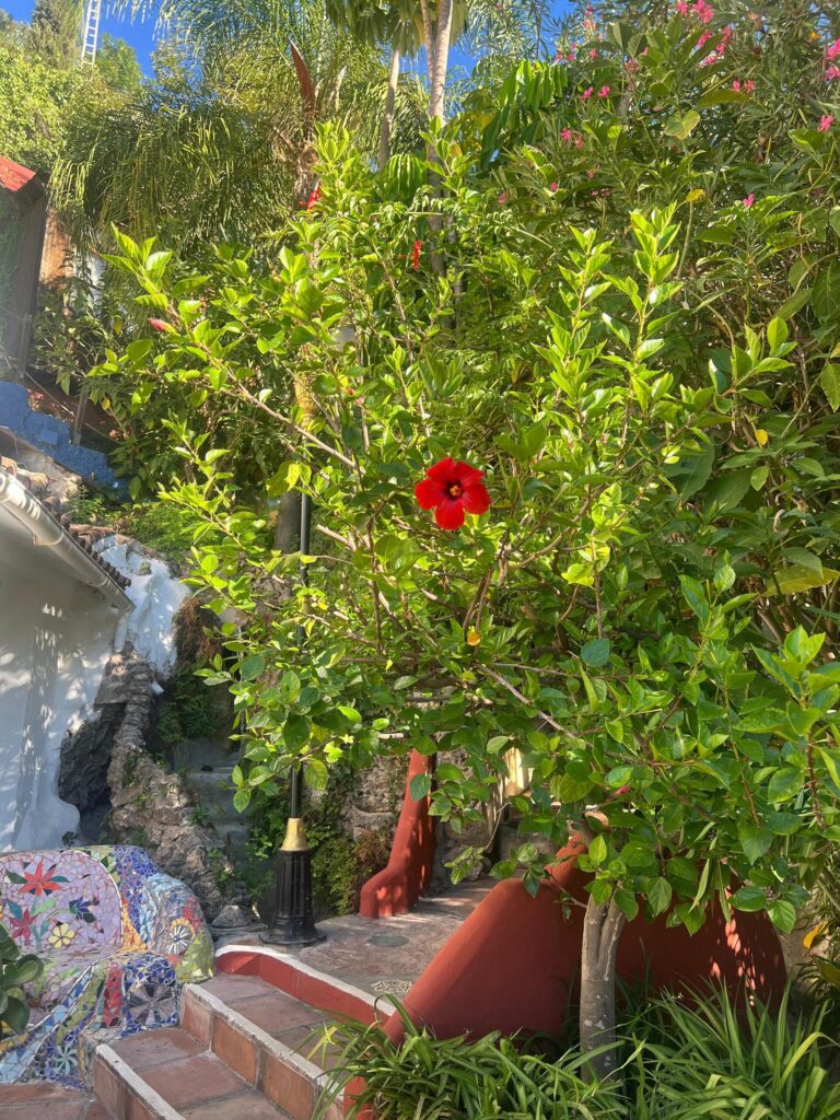 Red hibiscus in bloom along a sunlit garden path at Molino del Rey yoga retreat in Andalusia, surrounded by lush greenery and mosaic tiles